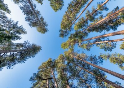 Pine tree canopy along the road to Camp Sherman near Black Butte Oregon