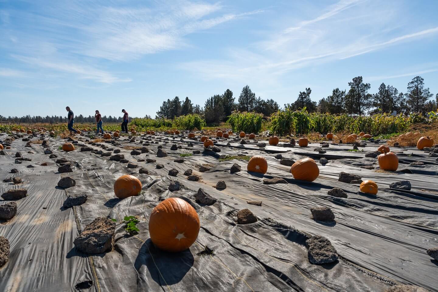 DD Ranch Pumpkin Patch DD Ranch Pumpkin Patch