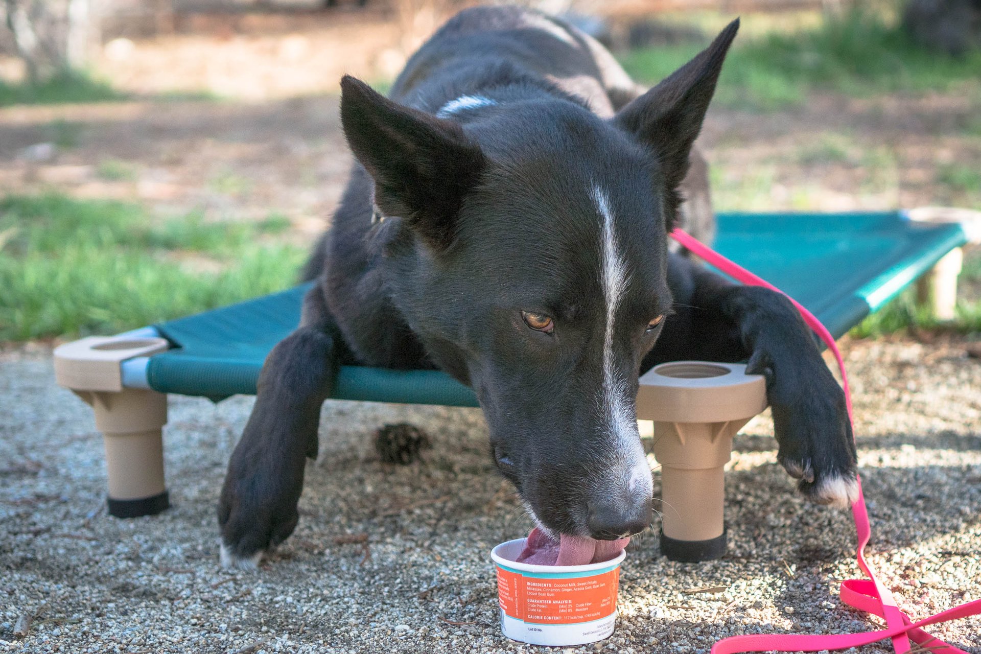 The Best Dog Parks and Dog-Friendly Restaurants in Redmond, Oregon