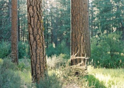 trees at Camp Sherman