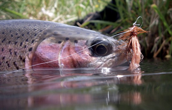 Deschutes River Outfitters