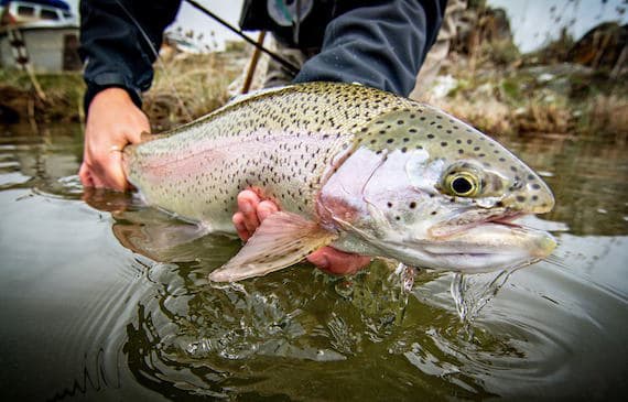 Fly & Field Outfitters