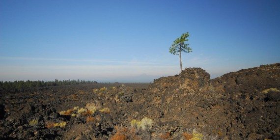 A lone tree stands in the lava fields at Lava Lands Visitor Center near Sunriver, Oregon. A lone tree stands in the lava fields at Lava Lands Visitor Center near Sunriver, Oregon.