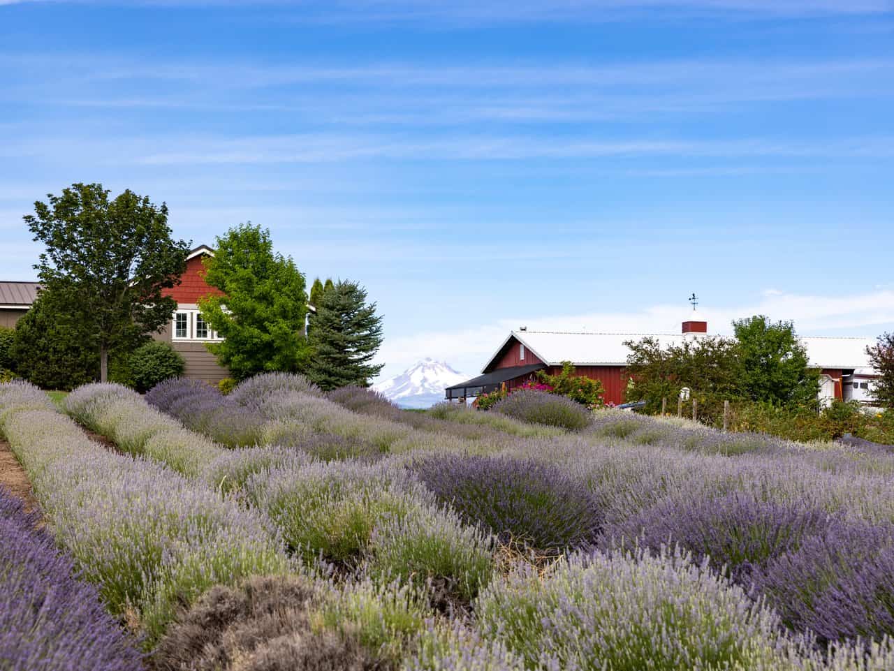 Cascade Lavender Farm. Cascade Lavender Farm.