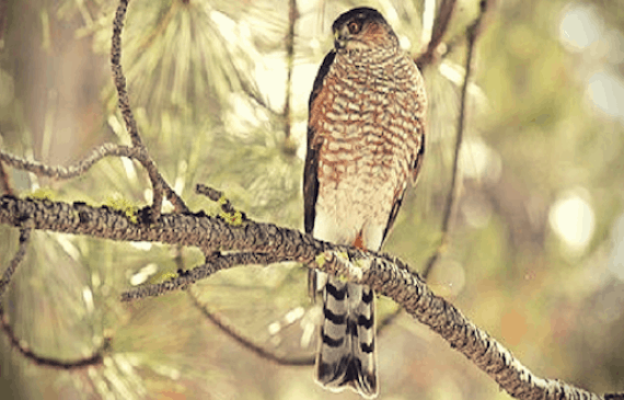 Sunriver Nature Center